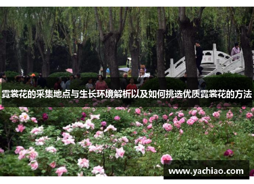 霓裳花的采集地点与生长环境解析以及如何挑选优质霓裳花的方法